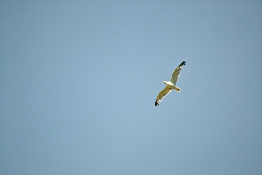 Mouette rieuse 2