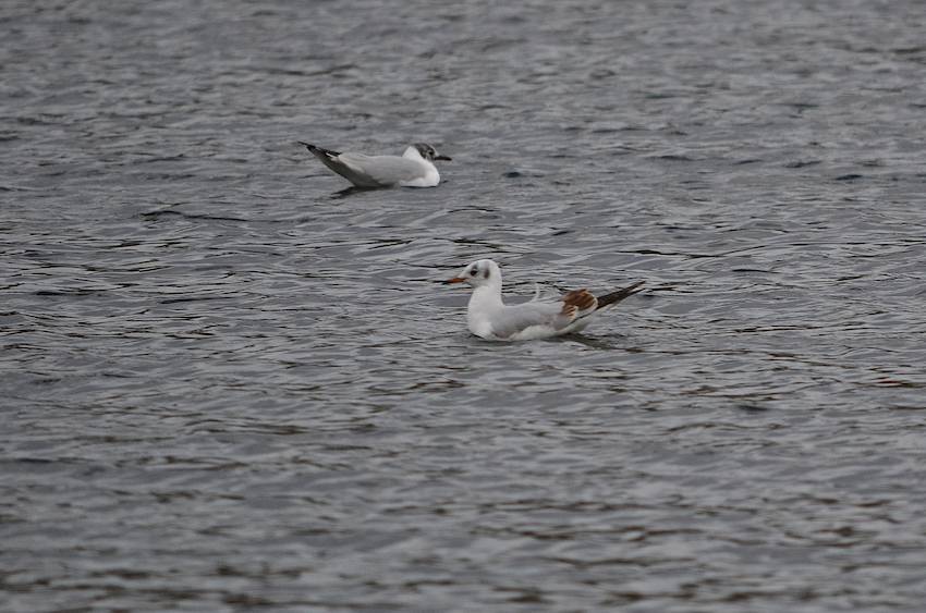 Mouettes 3