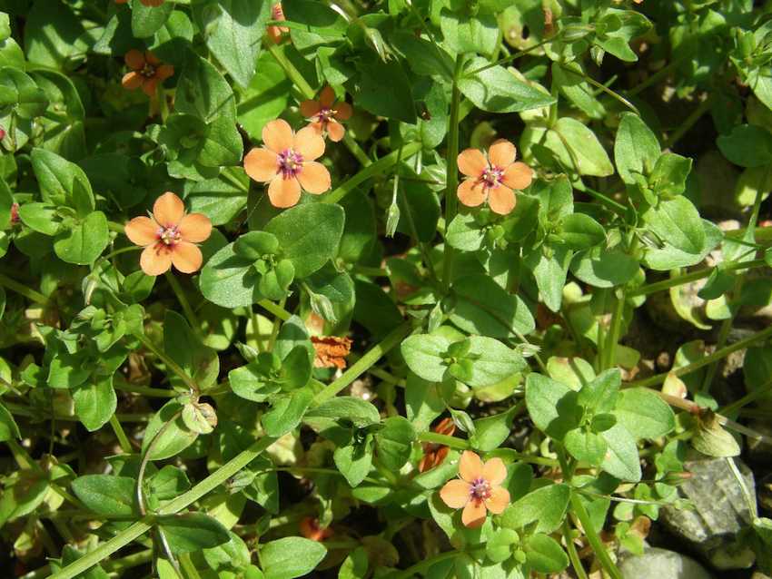 Mouron rouge - Anagallis arvensis