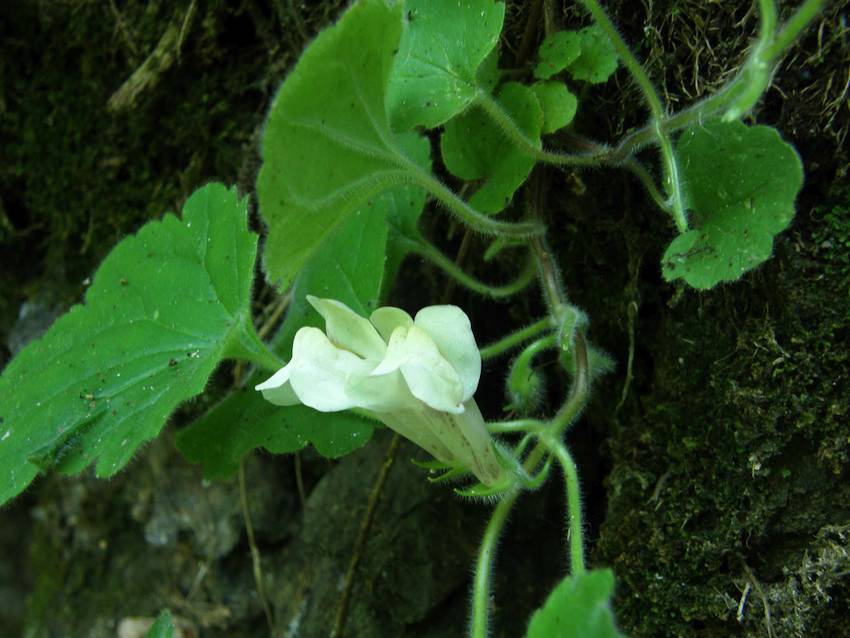 Muflier Asaret - Antirrhinum Asarina