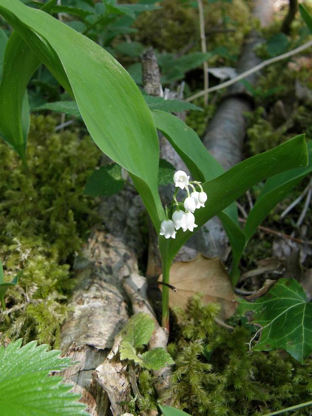 Muguet de mai