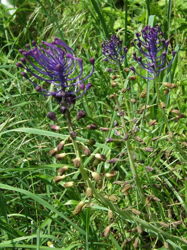 Muscari à toupet - Muscari comosum