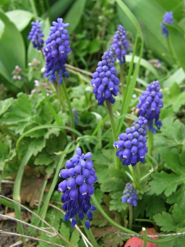 Muscari - Muscari racemosum