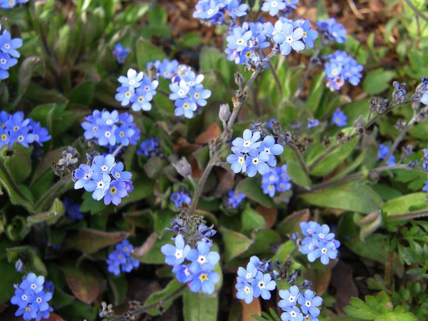 Myosotis 