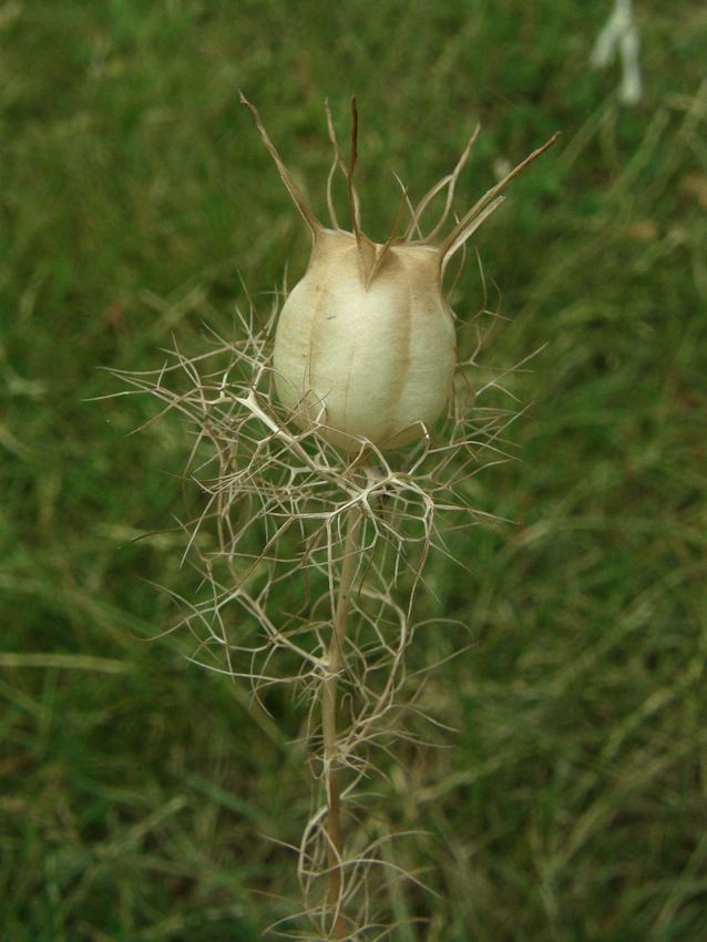 Nigelle de Damas Graine