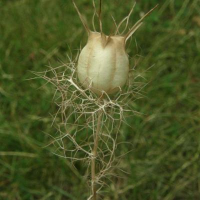 Nigelle de Damas Graine