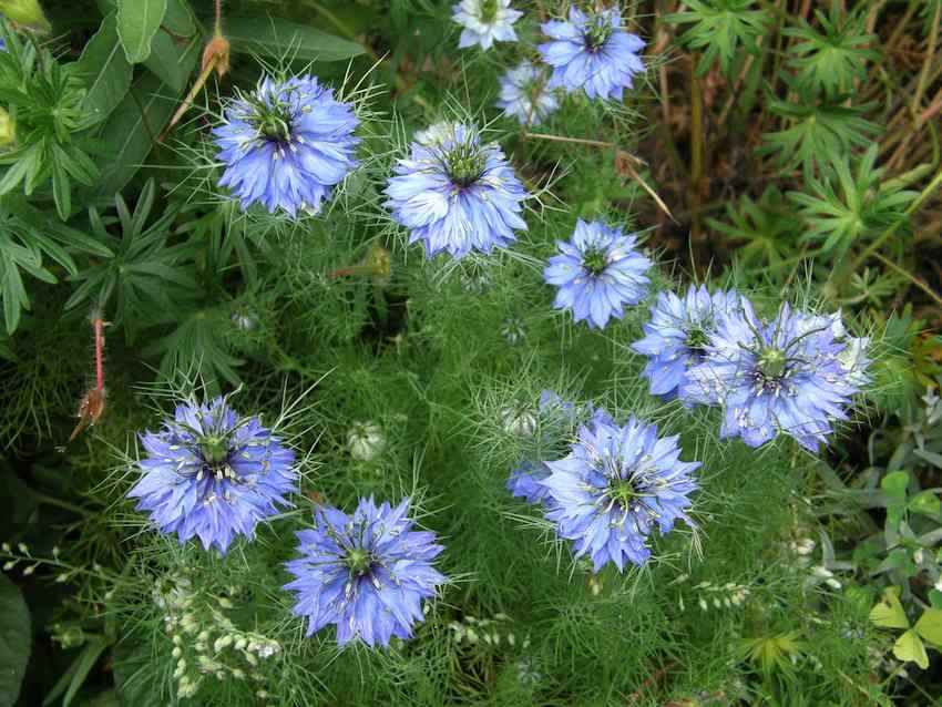 Nigelle de Damas - Nigella damascena