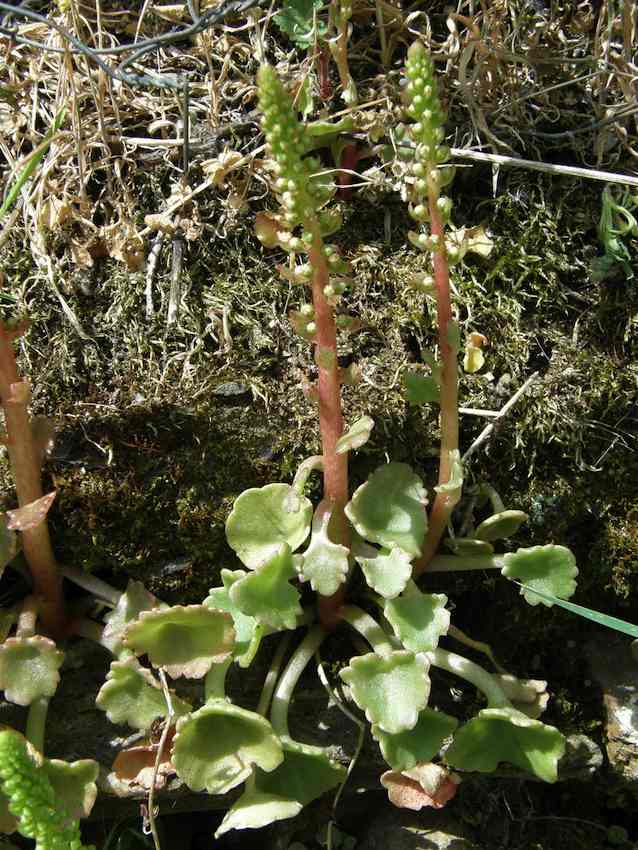 Nombril de Vénus - Umbelicus rupestris