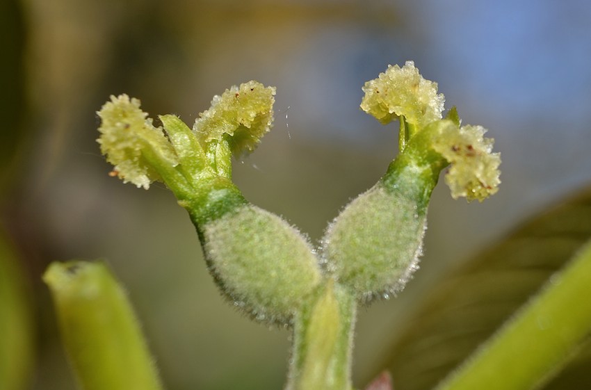 Noyer - fleurs 1