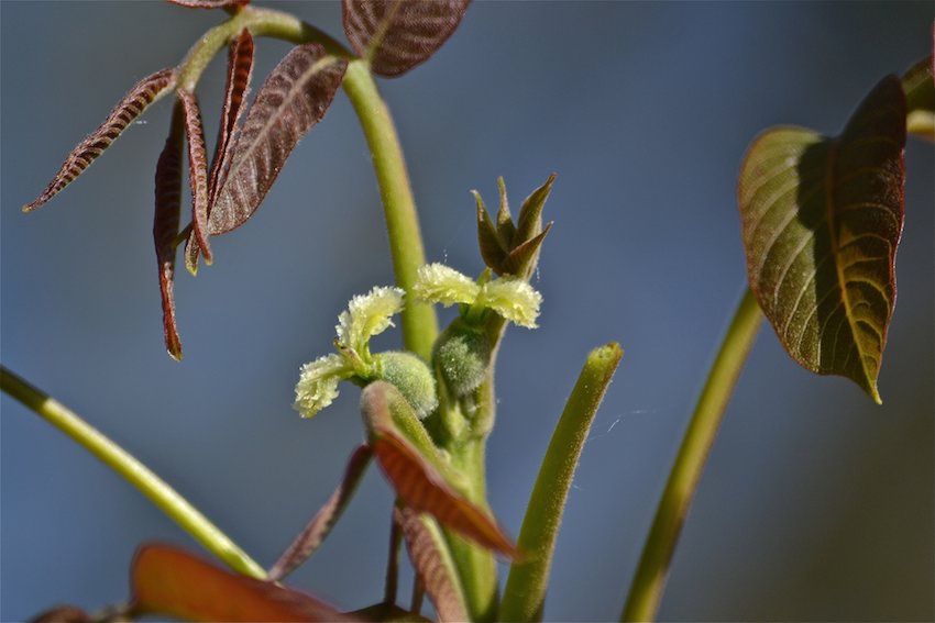 Noyer - fleurs 3