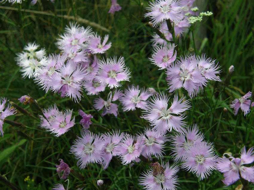 Oeillet de Montpellier - Dianthus monspessulanus