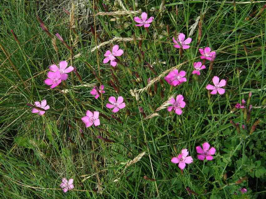 Oeillet delta - Dianthus deltoïdes