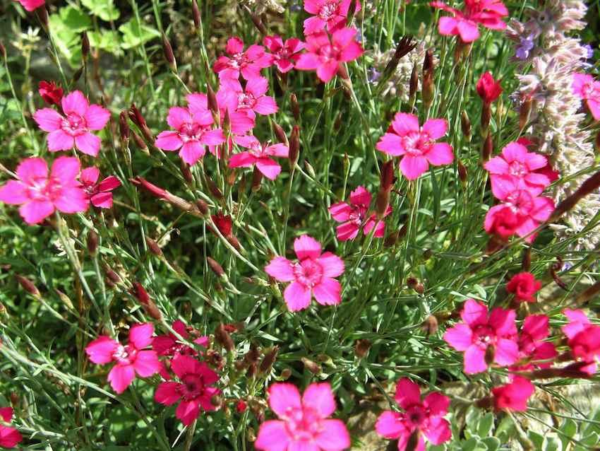 Oeillet delta - Dianthus deltoides