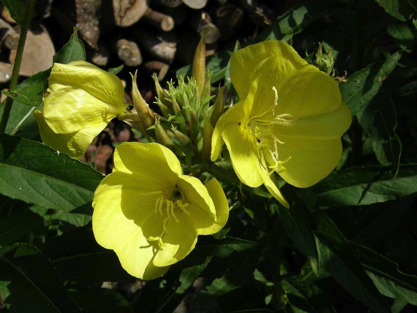 Onagre bisannuelle - Oenothera biennis