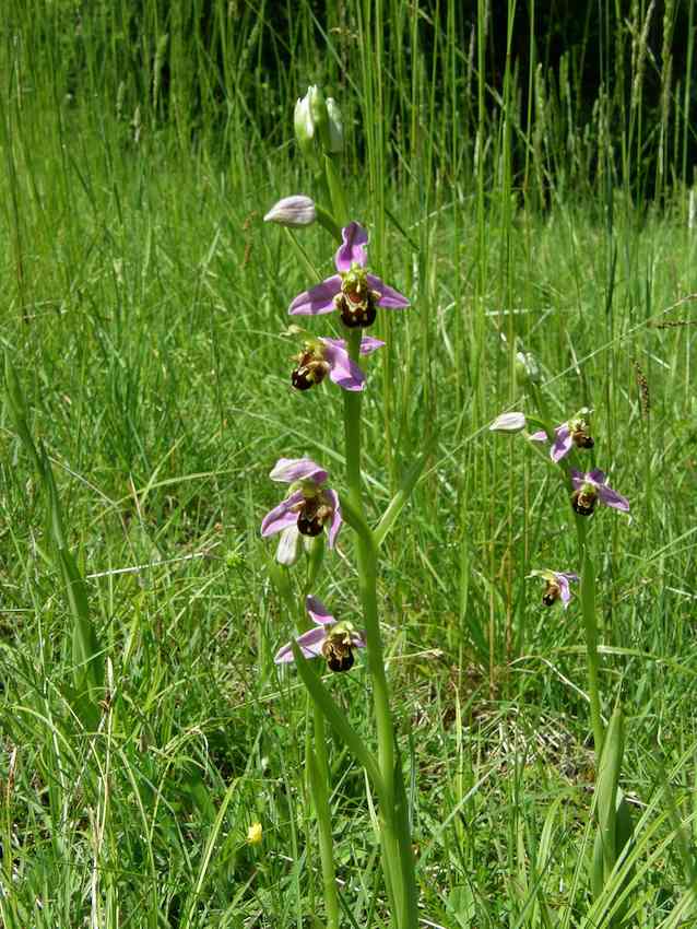 Ophrys apifera - Ophrys abeille 1