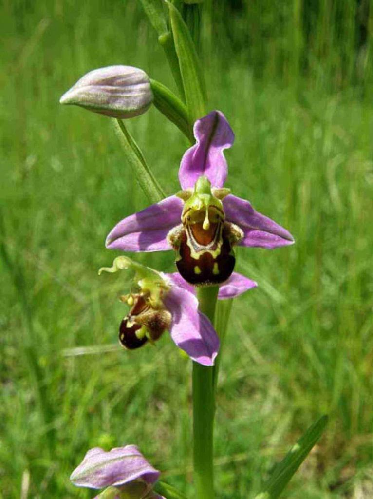 Ophrys apifera - Ophrys abeille  2