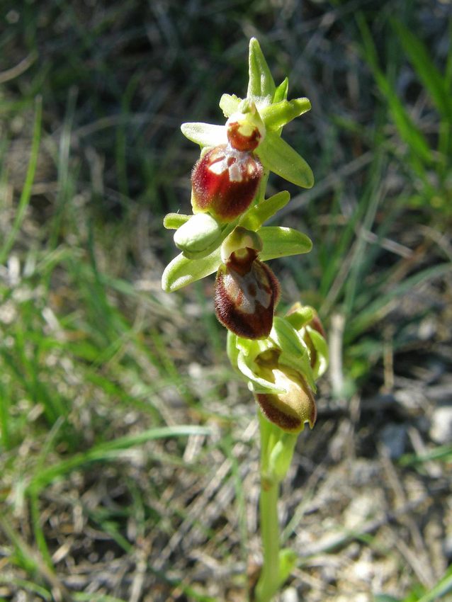 Ophrys aranifera - Ophrys araignée 2