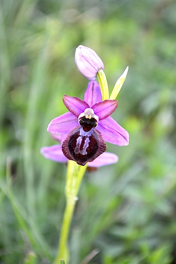 Ophrys aveyronensis 3 - Orchidaceae