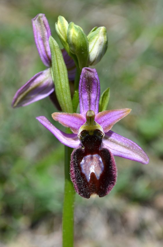 Ophrys catalaunica P11 - copie