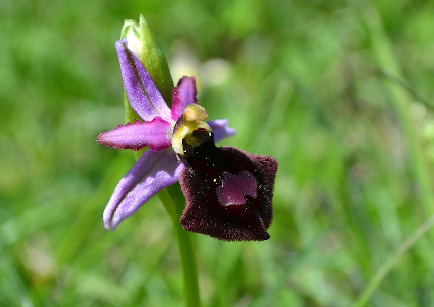 Ophrys catalaunica P2