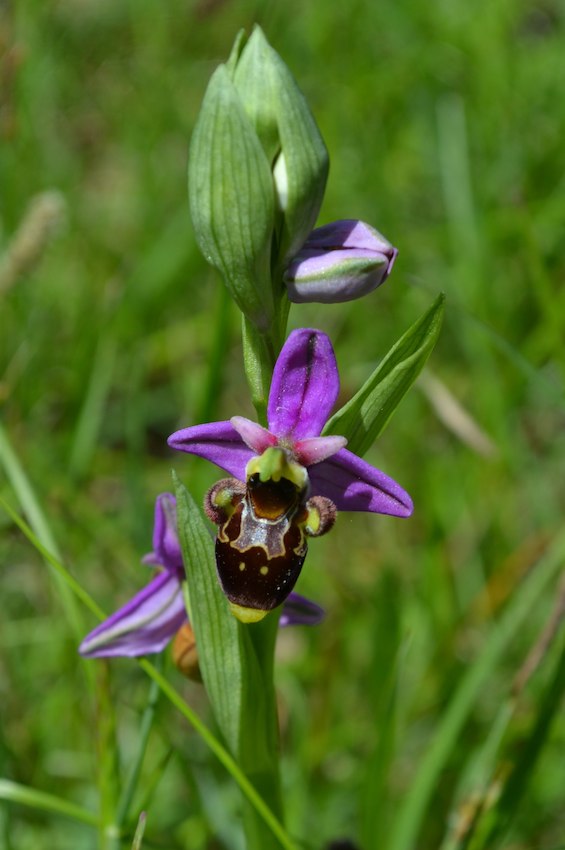 Ophrys scolopax 4 - copie