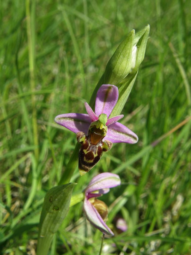 Ophrys scolopax - Ophrys bécasse 2