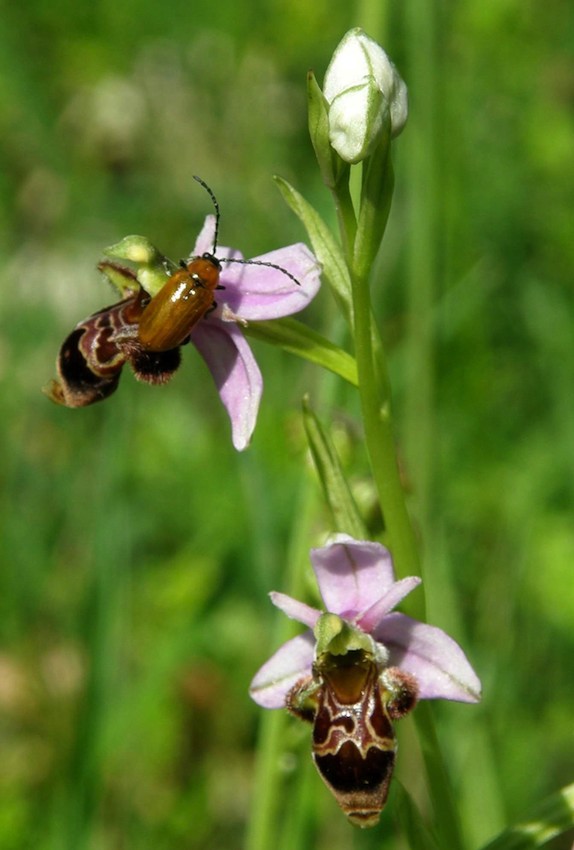 Ophrys scolopax - Ophrys bécasse 3
