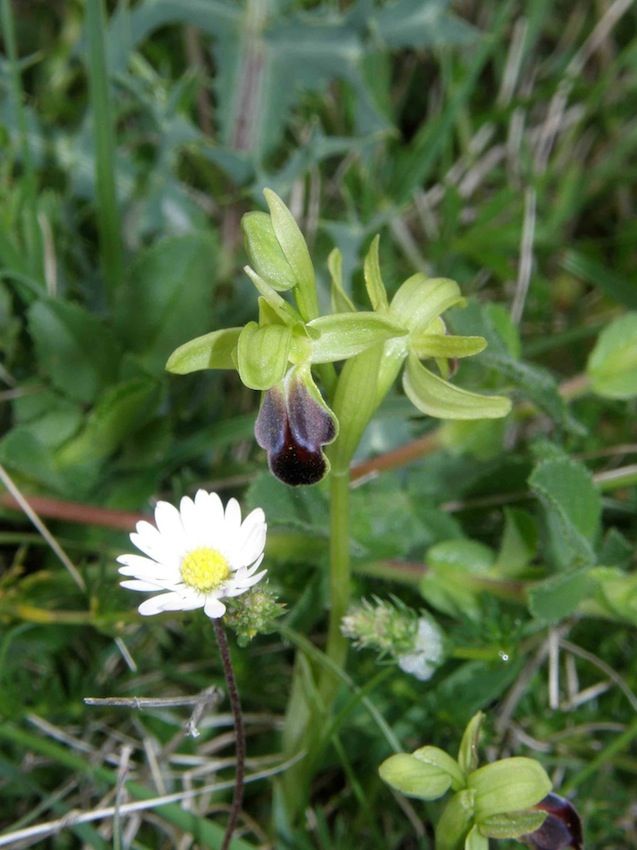 Ophrys sulcata - Orchidaceae