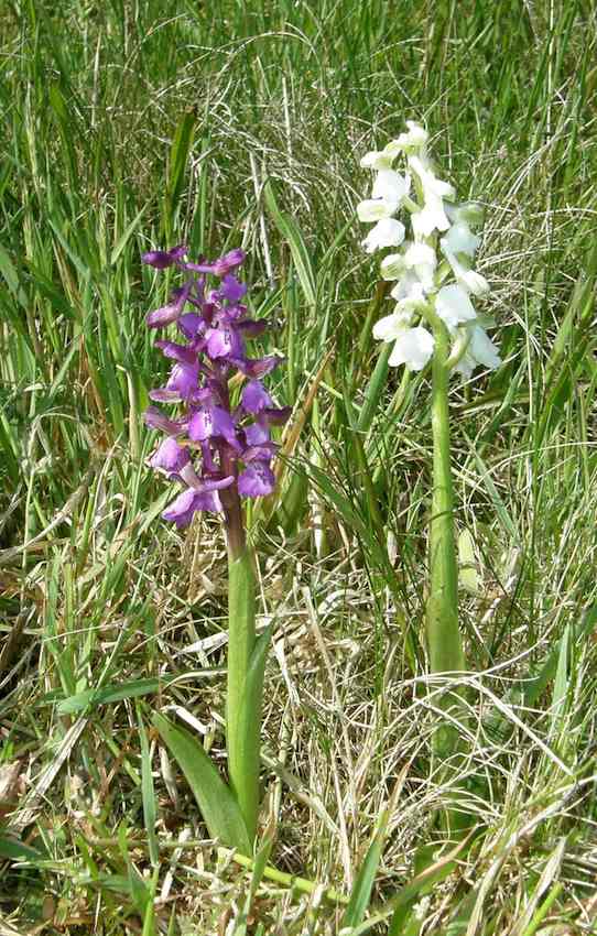 Orchis morio - Orchis bouffon