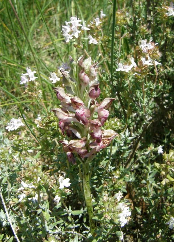 Orchis punaise - Anacamptis coriophora - Orchidaceae