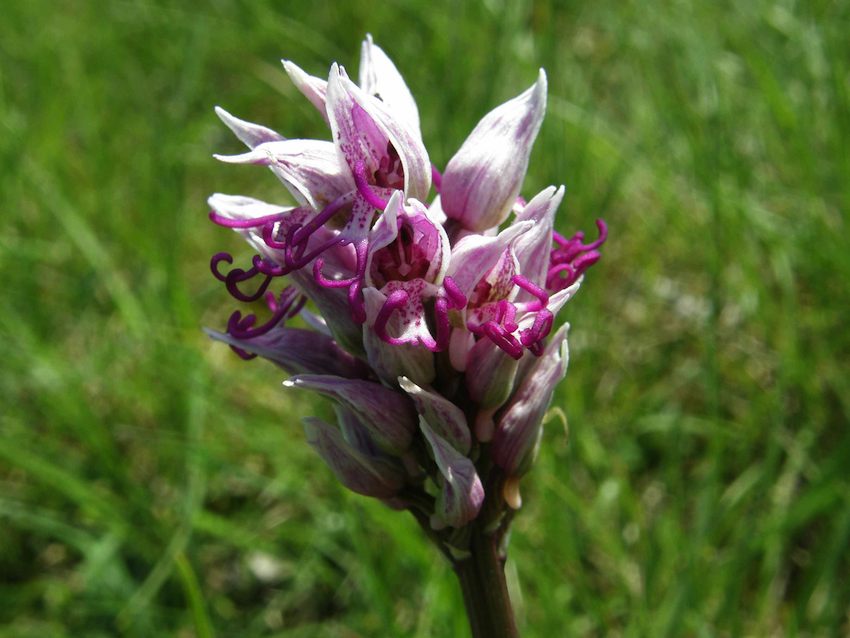 Orchis simia - Orchis singe 2