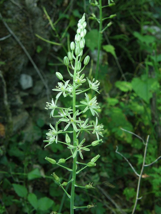 Ornithogale, Aspergette - Ornithogalum pyrenaicum