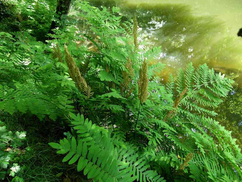 Osmonde royale - Osmunda regalis