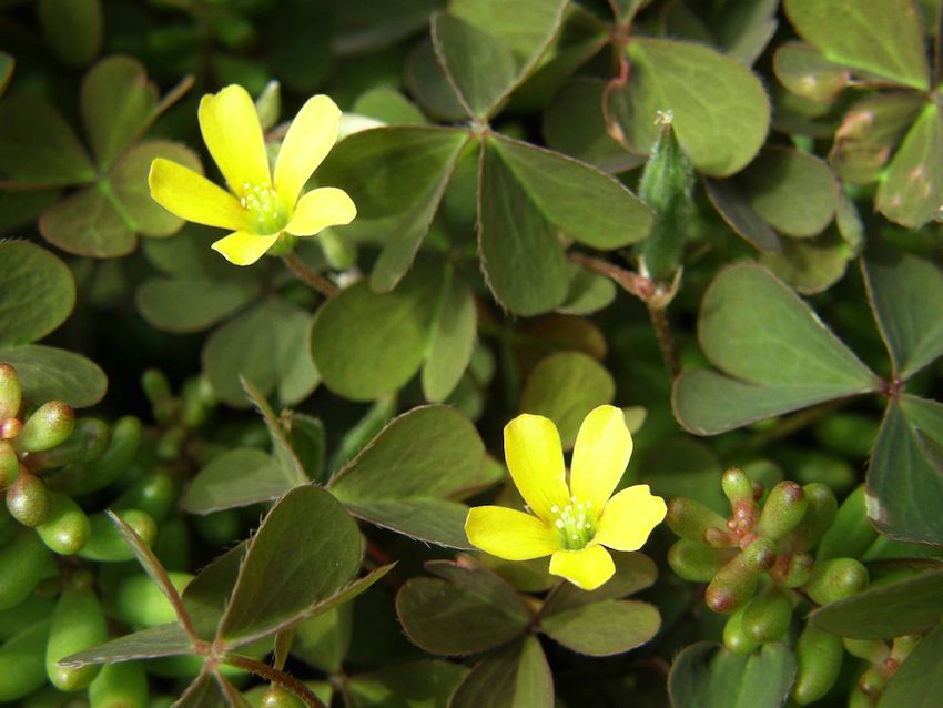 Oxalis corniculée - Oxalis corniculata