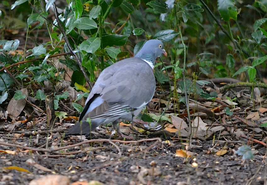 Palombe 1 - Columba palumbus