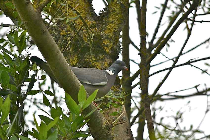 Palombe 2 - Columba palumbus