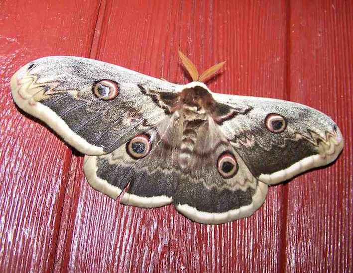Papillon Paon de nuit - Saturnia pyri