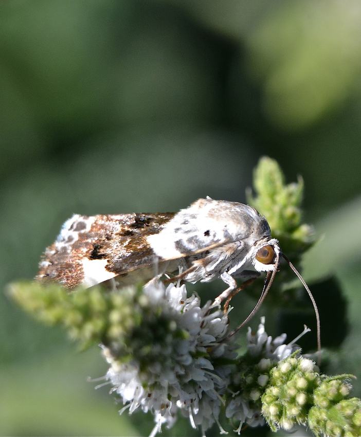 Papillon 3b