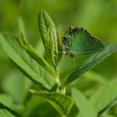Papillon Argus vert