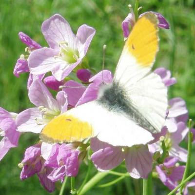 Papillon Aurore mâle (Anthocharis) sur Cardamine des prés 
