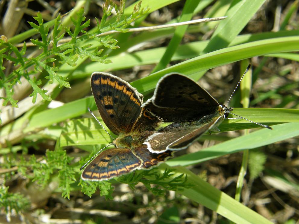 Papillon Cuivré accouplés