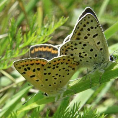 Papillon Cuivré fuligineux -Accouplement 