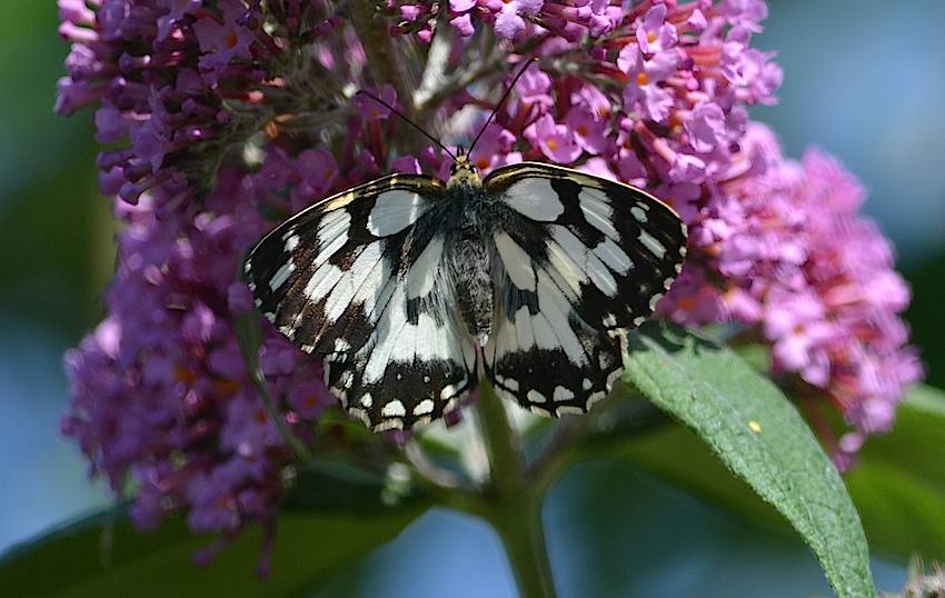 Papillon Demi deuil - Melanargia galathea 1