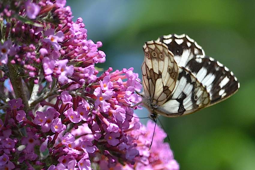 Papillon Demi deuil - Melanargia galathea 2