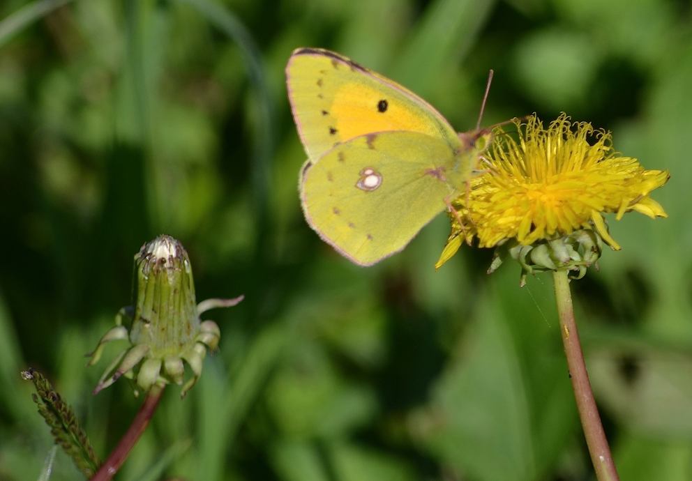 Papillon Fluoré
