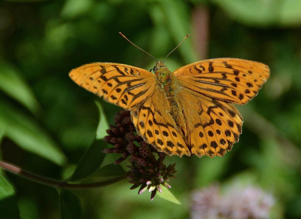 Papillon Tabac d'Espagne (Nacré)