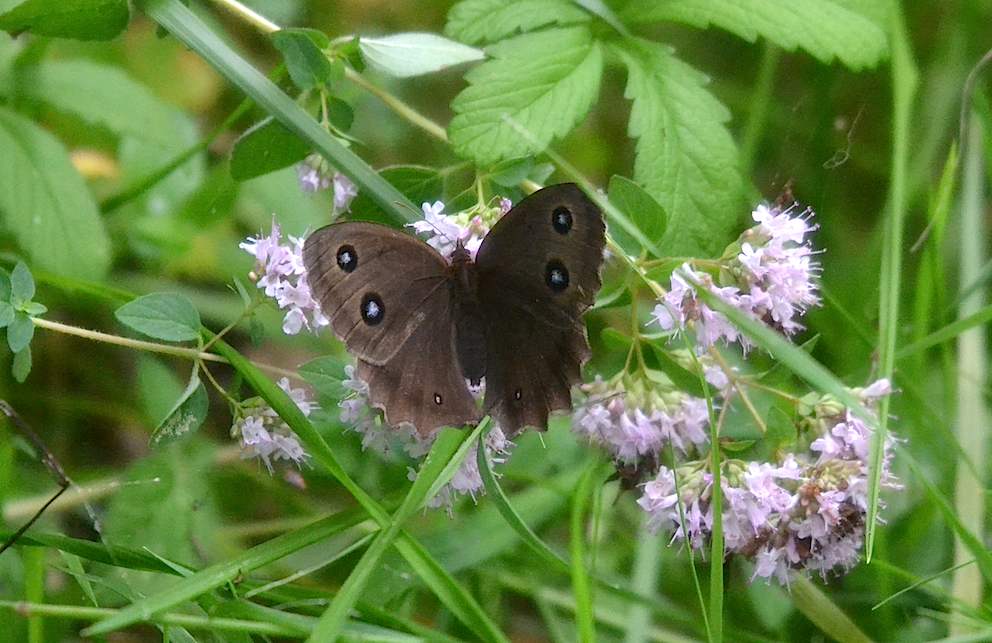Papillon Grand nègre des bois - Minois dryas