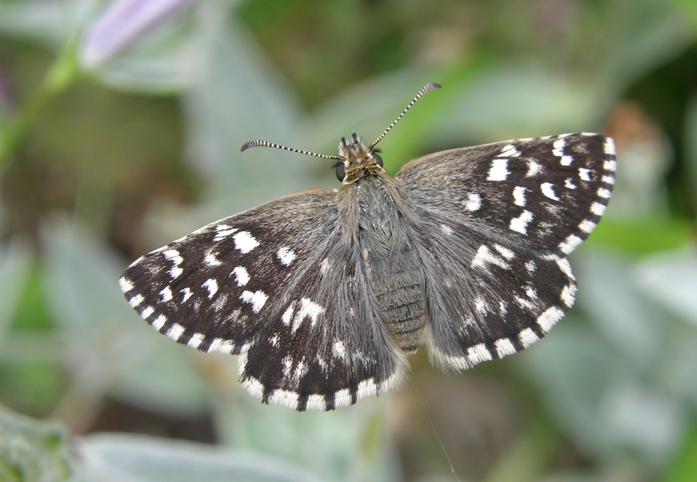 Papillon Le Tacheté - Hespérie de la Mauve