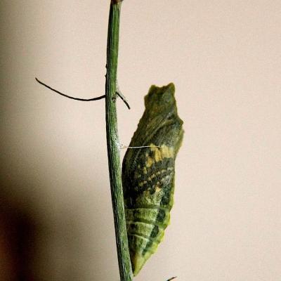 Papillon Machaon - Chrysalide