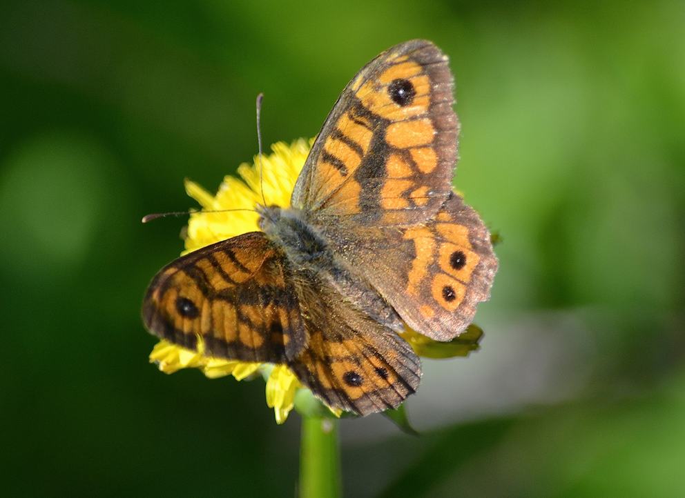 Papillon Megere 3